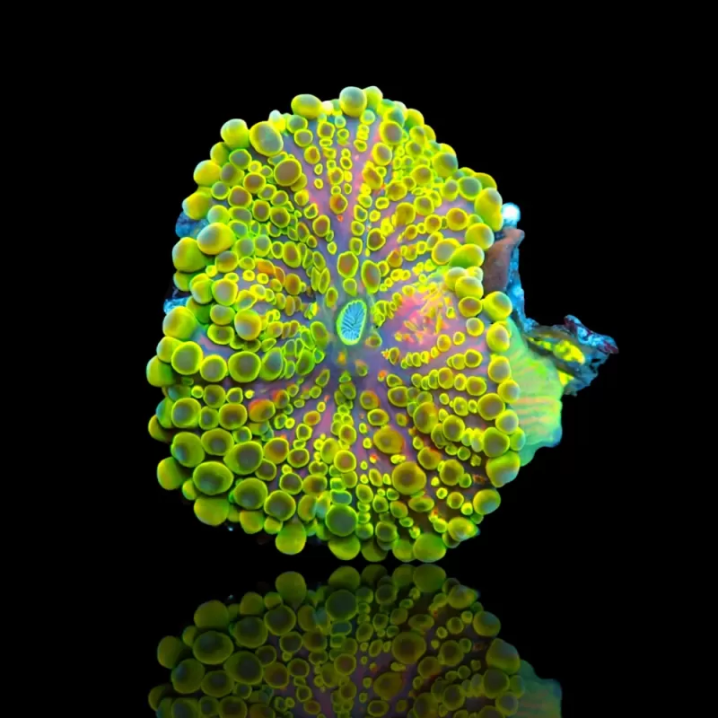 Ricordea Pack ✔ Bestel eenvoudig online! ✔ Laagste prijs