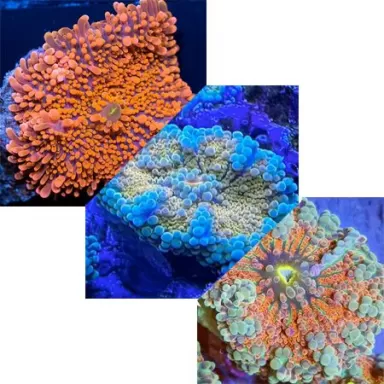 Ricordea Pack ✔ Einfach online bestellen! ✔ Niedrigster Preis