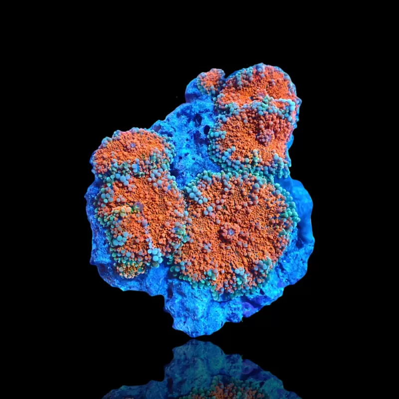 Ricordea Pack ✔ Einfach online bestellen! ✔ Niedrigster Preis