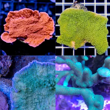 Montipora Pack A ✔ Einfach online bestellen! ✔ Niedrigster Preis