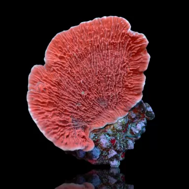 Montipora Pack b ✔ Bestel eenvoudig online! ✔ Laagste prijs