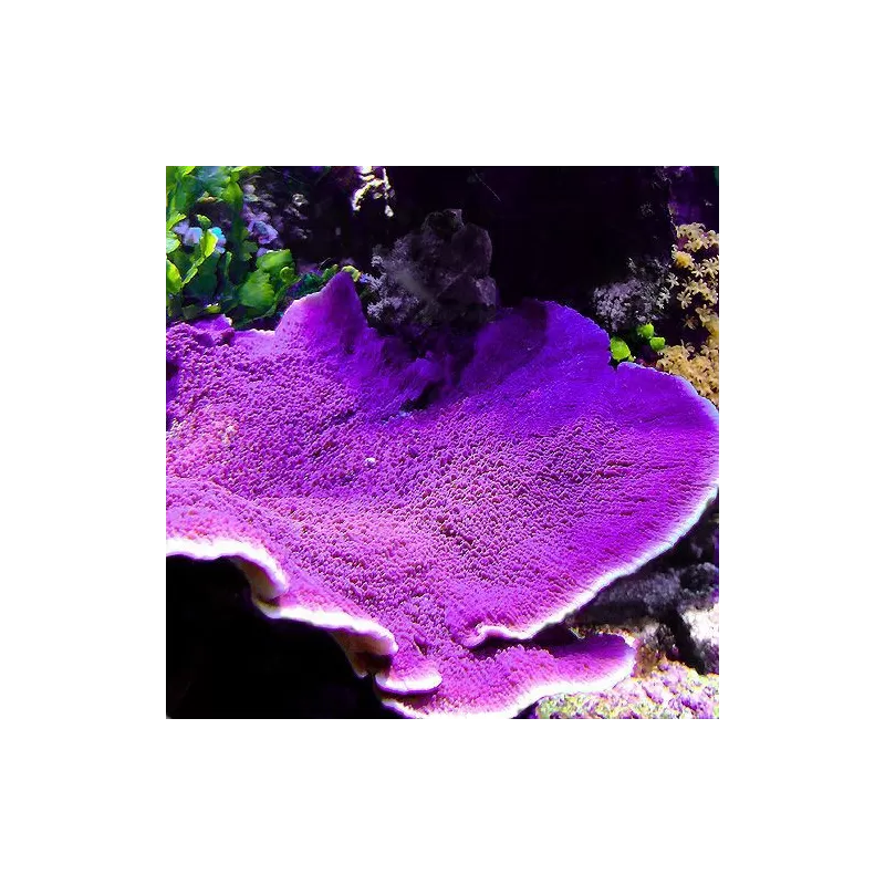 Montipora Pack b ✔ Einfach online bestellen! ✔ Niedrigster Preis