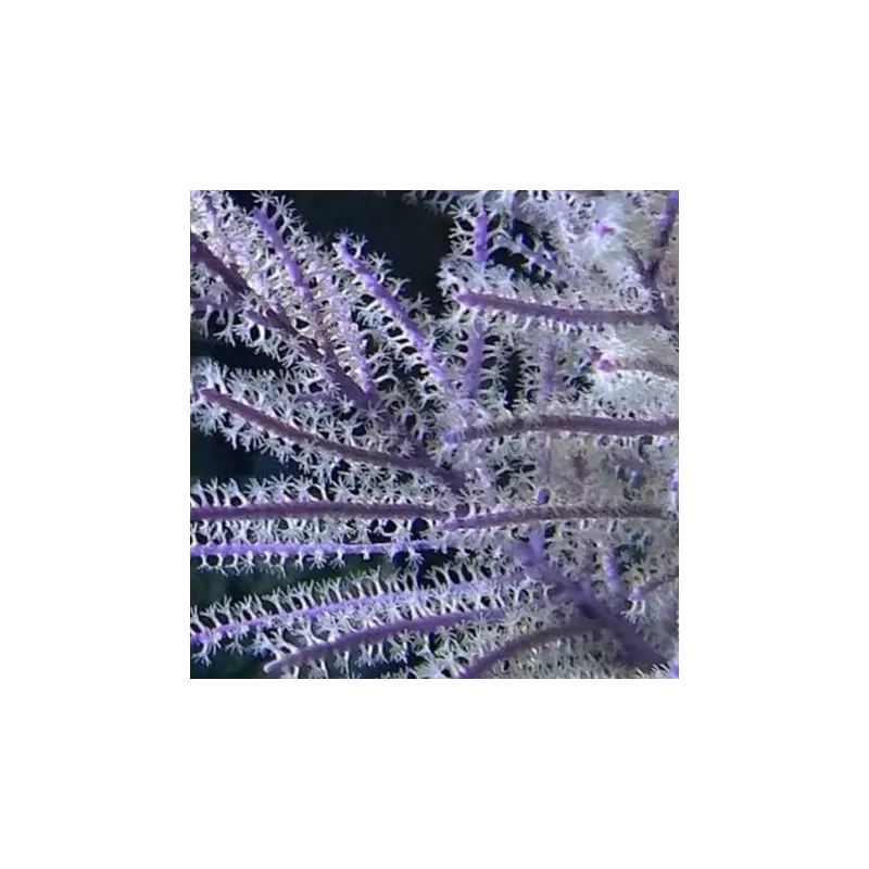 Gorgoon Pack B ✔ Einfach online bestellen! ✔ Niedrigster Preis