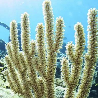 Gorgoon Pack B ✔ Einfach online bestellen! ✔ Niedrigster Preis