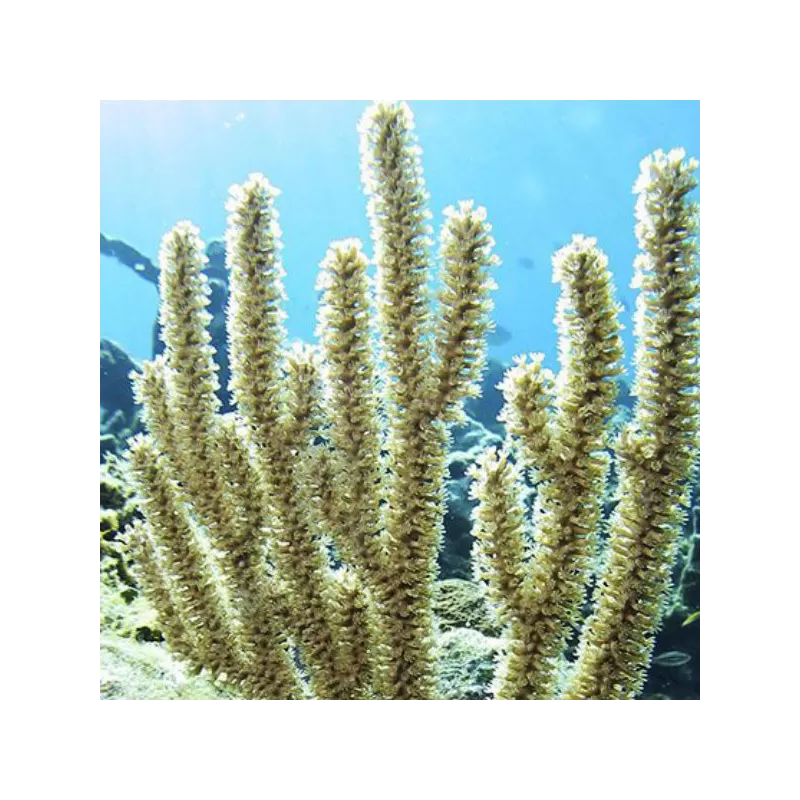 Gorgoon Pack B ✔ Einfach online bestellen! ✔ Niedrigster Preis