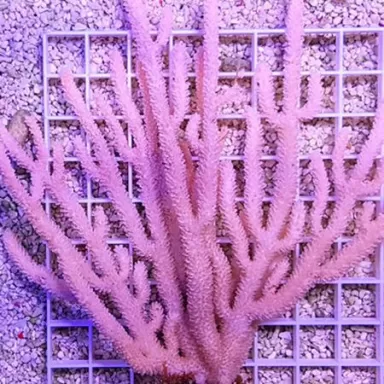 Gorgoon Pack B ✔ Einfach online bestellen! ✔ Niedrigster Preis