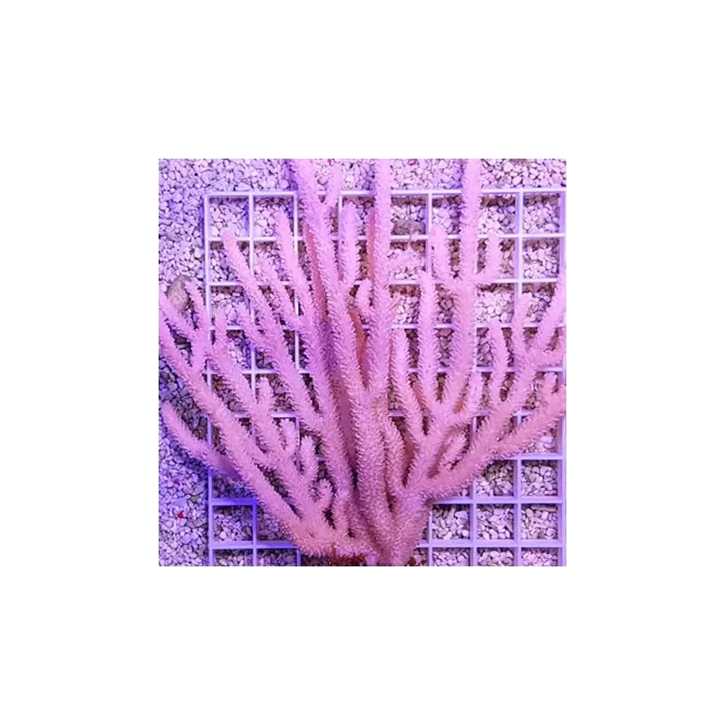 Gorgoon Pack B ✔ Bestel eenvoudig online! ✔ Laagste prijs