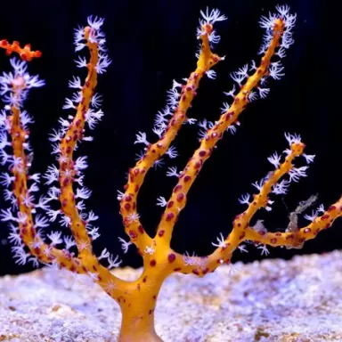 Gorgoon Pack B ✔ Einfach online bestellen! ✔ Niedrigster Preis