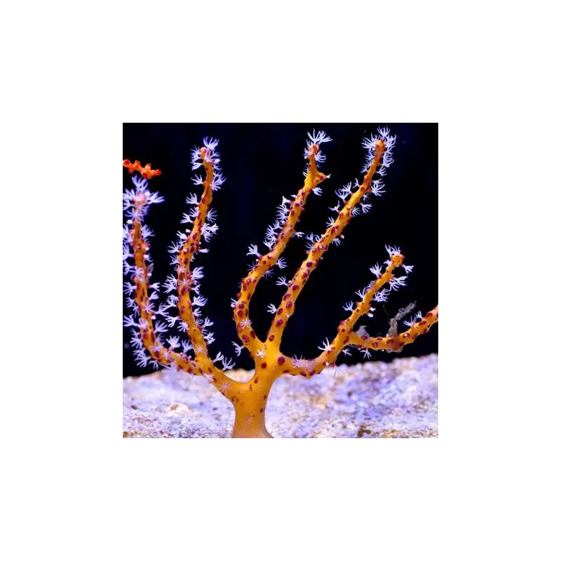 Gorgoon Pack B ✔ Bestel eenvoudig online! ✔ Laagste prijs