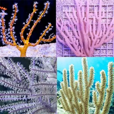 Gorgoon Pack B (4 stuks)