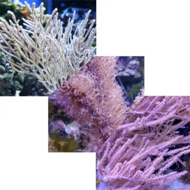 Gorgoon Pack A ✔ Bestel eenvoudig online! ✔ Laagste prijs