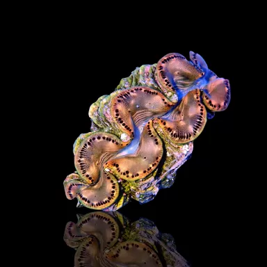 Tridacna Maxima Gold