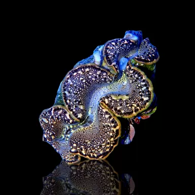 Tridacna Maxima Gold