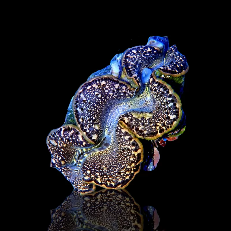 Tridacna Maxima Gold Tridacna Maxima Gold