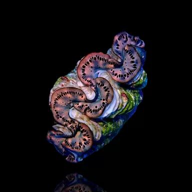 Tridacna Maxima Gold