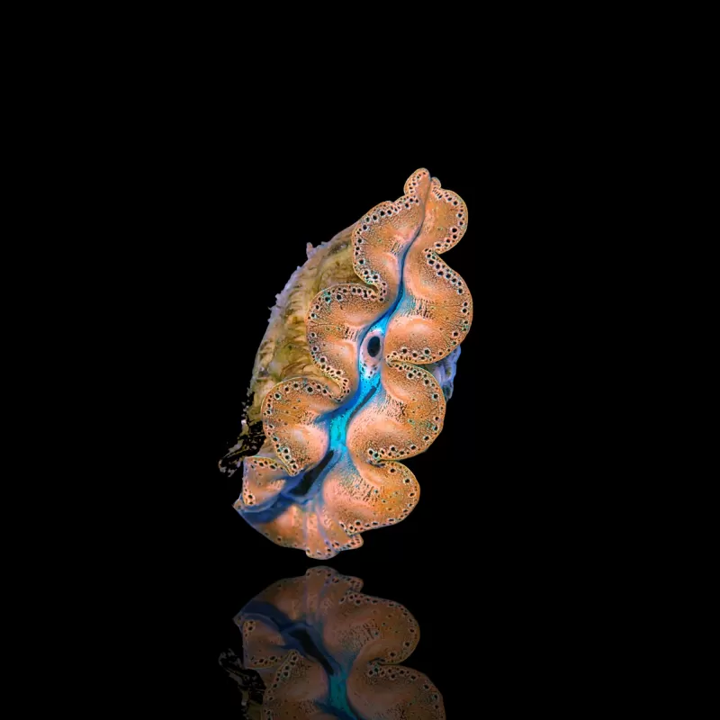 Tridacna Maxima Gold