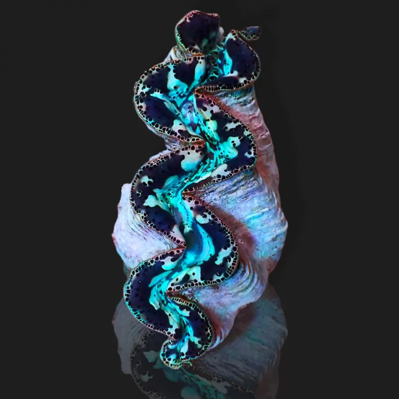 Tridacna Maxima Ultra Blue kaufen | Coralandfishstore.nl