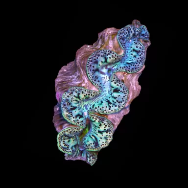 Tridacna Maxima Ultra Blue kopen | Coralandfishstore.nl