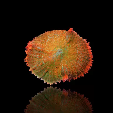 Rhodactis sp. Orange ✔ Einfach online bestellen! ✔ Niedrigster Preis