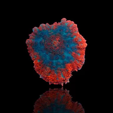 Rhodactis Orange Rim - Bullseye