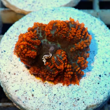 Rhodactis Orange Rand - Bullseye ✔ Einfach online bestellen! ✔ Niedrigster Preis