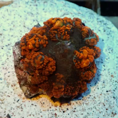 Rhodactis Orange Rim - Bullseye ✔ Bestel eenvoudig online! ✔ Laagste prijs