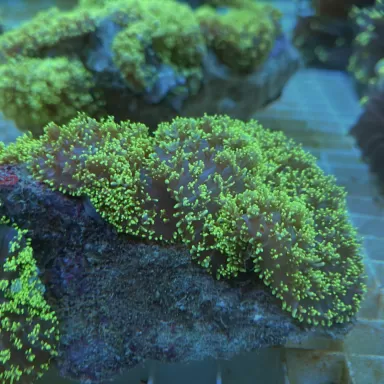 Rhodactis Hairy Mushroom Neon Green ✔ Bestel eenvoudig online! ✔ Laagste prijs