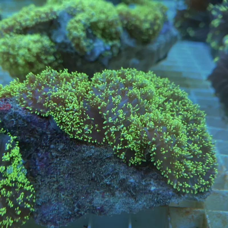 Rhodactis Hairy Mushroom Neongrün ✔ Einfach online bestellen! ✔ Niedrigster Preis