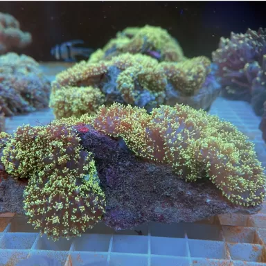 Rhodactis Hairy Mushroom Neongrün ✔ Einfach online bestellen! ✔ Niedrigster Preis