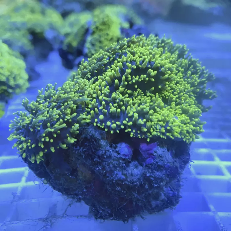 Rhodactis Hairy Mushroom Neongrün ✔ Einfach online bestellen! ✔ Niedrigster Preis