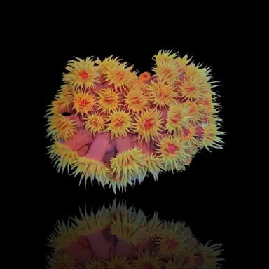 Tubastrea Orange (Strawbee Coral) ✔ Einfach online bestellen! ✔ Niedrigster Preis