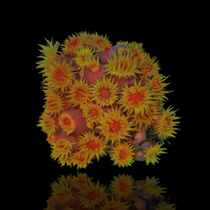 Tubastrea Orange (Strawbee Coral) ✔ Einfach online bestellen! ✔ Niedrigster Preis