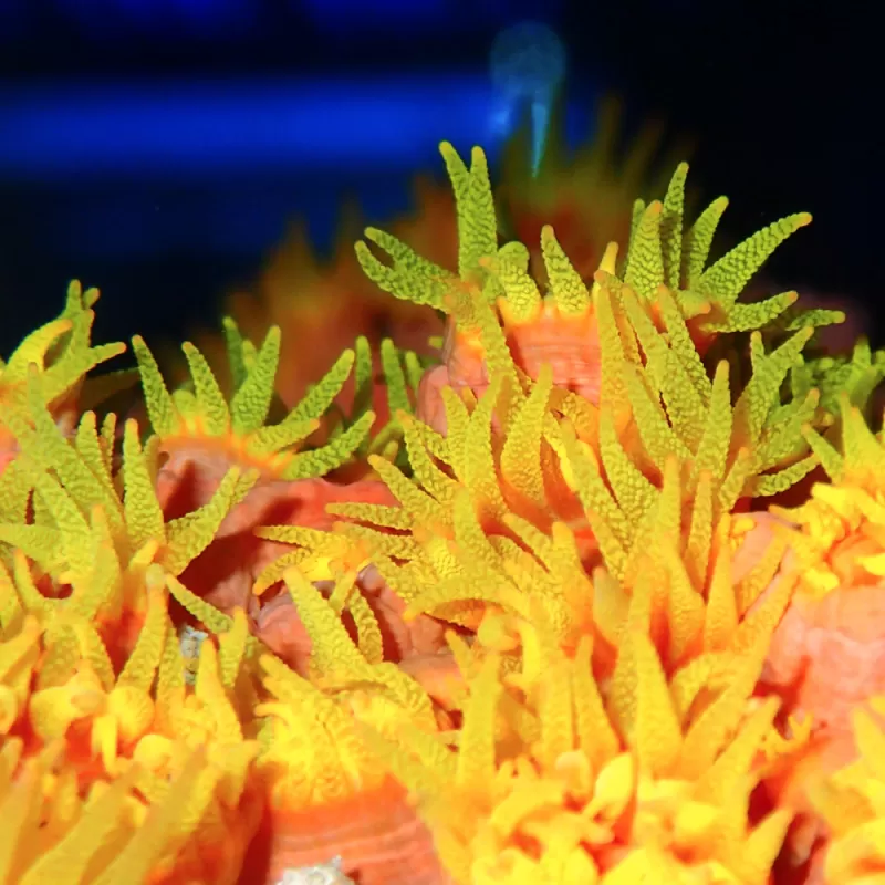 Tubastrea Orange (Aardbijkoraal) ✔ Bestel eenvoudig online! ✔ Laagste prijs