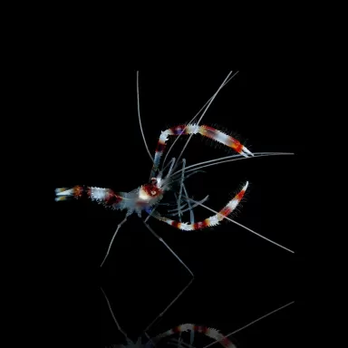 Stenopus Hispidus Kaperngarnelen