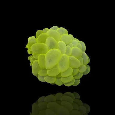 Plerogyra Sinuosa Green