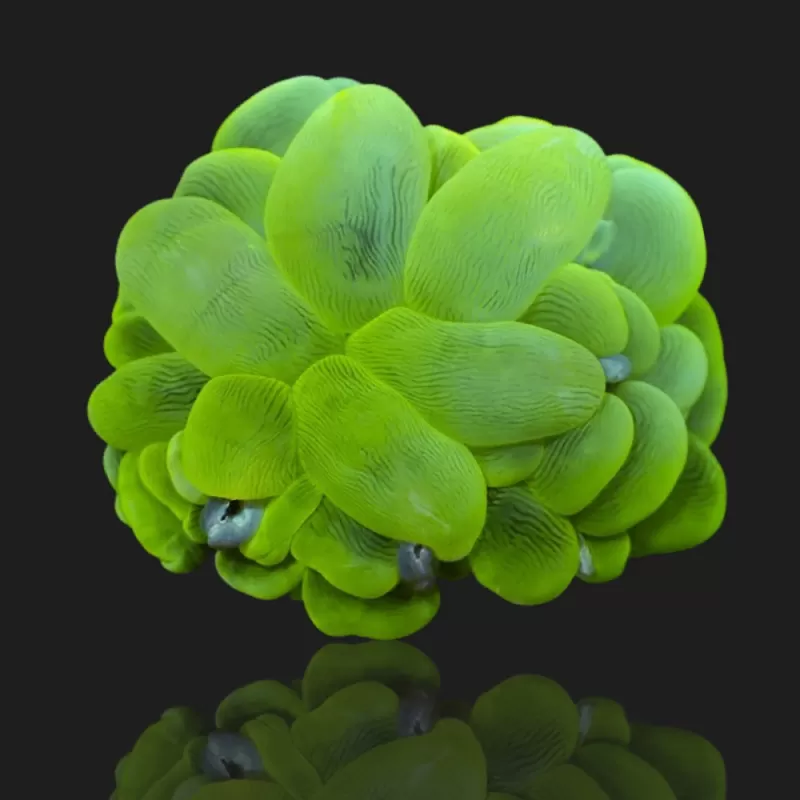 Plerogyra Sinuosa Green L-size  kopen | Coralandfishstore.nl