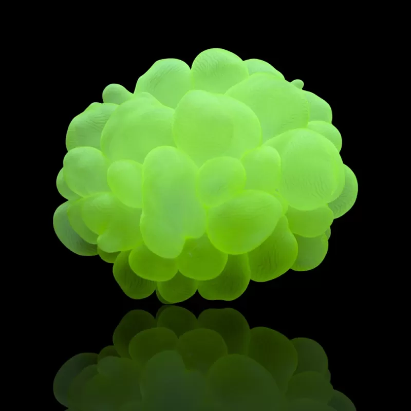 Kaufen Sie Plerogyra Sinuosa Green L-Größe | Coralandfishstore.nl