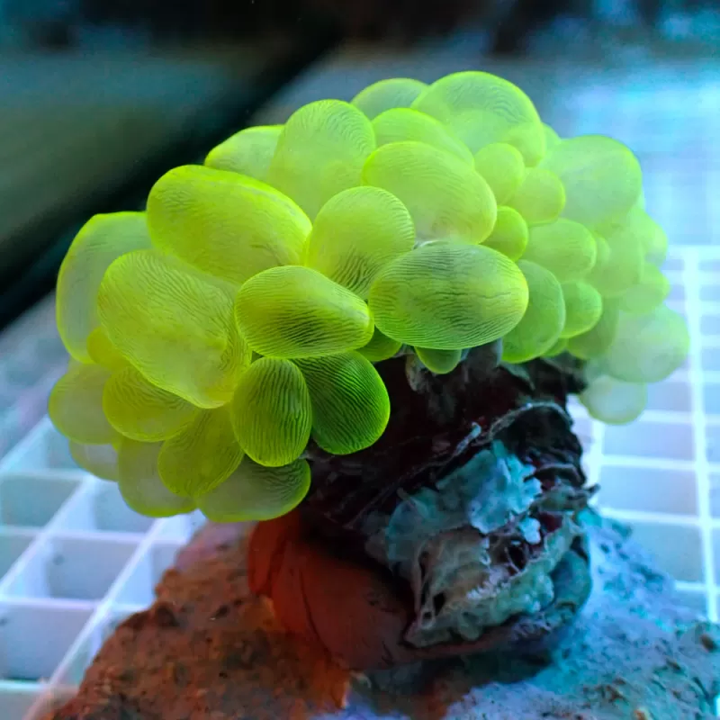 Kaufen Sie Plerogyra Sinuosa Green L-Größe | Coralandfishstore.nl
