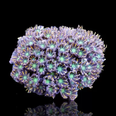 Clavularia sp Metalic Orange/Yellow Stripe Glove Polyp