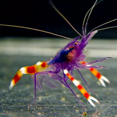 Stenopus tenuirostris