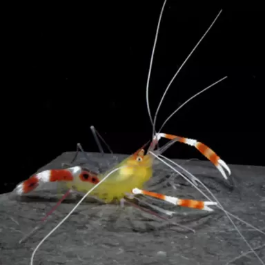 Stenopus Cyanocelis / Scuttelatus