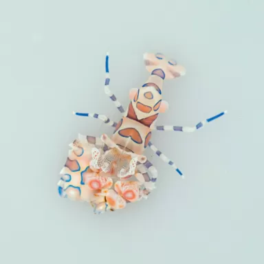 Hymenocera elegans/picta