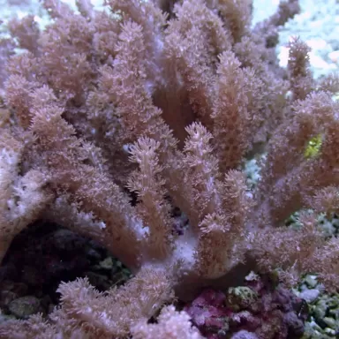 Kaufen Cladiella sp Colt Größe M/L | Coralandfishstore.nl