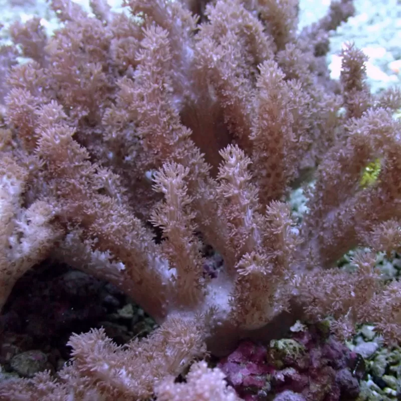 Kaufen Cladiella sp Colt Größe M/L | Coralandfishstore.nl