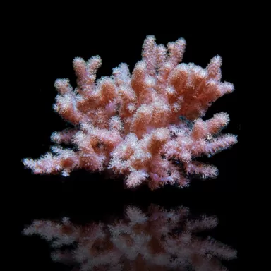 Kaufen Cladiella sp Colt Größe M/L | Coralandfishstore.nl