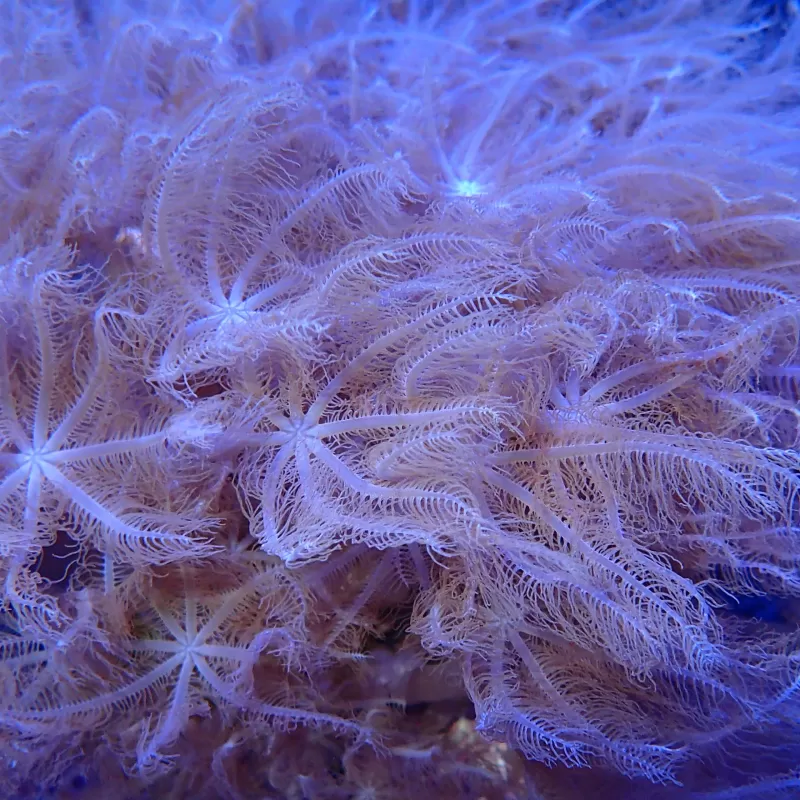 Anthelia Glauca S-Größe | Coralandfishstore.nl