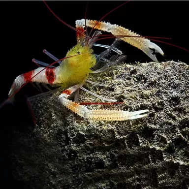 Stenopus zanzibaricus bestellen? l Coralandfishstore.nl