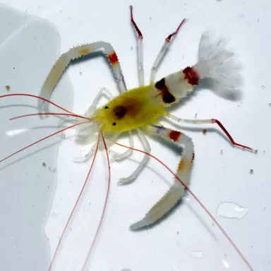 Stenopus zanzibaricus bestellen? l Coralandfishstore.nl