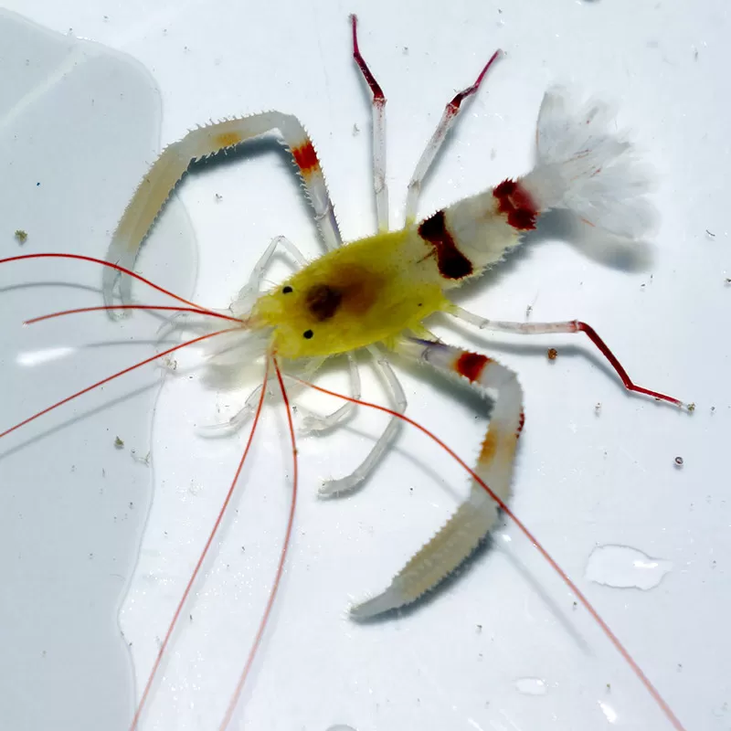 Stenopus zanzibaricus bestellen? l Coralandfishstore.nl