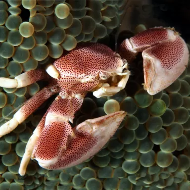 Neopetrolisthes Maculatus | Coralandfishstore.nl